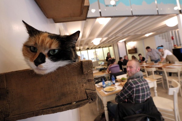 Simmer down meow Cat  cafes  are finally coming to 