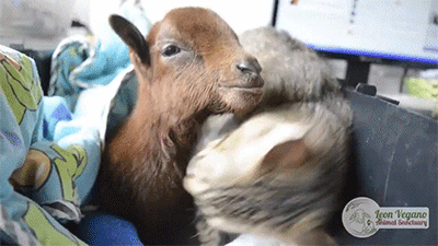 Put your hips into this week\u0027s top headlines in GIF form
