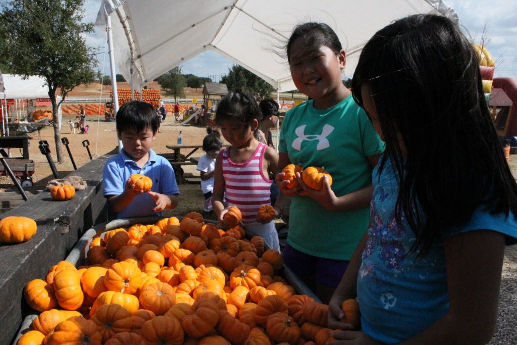 Fun Places To Pick Pumpkins In Dallas Fort Worth