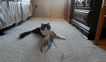 D FW s first permanent cat cafe opens Dec 5 and it s BYO D FW s first permanent cat cafe opens Dec 5 and it s BYO