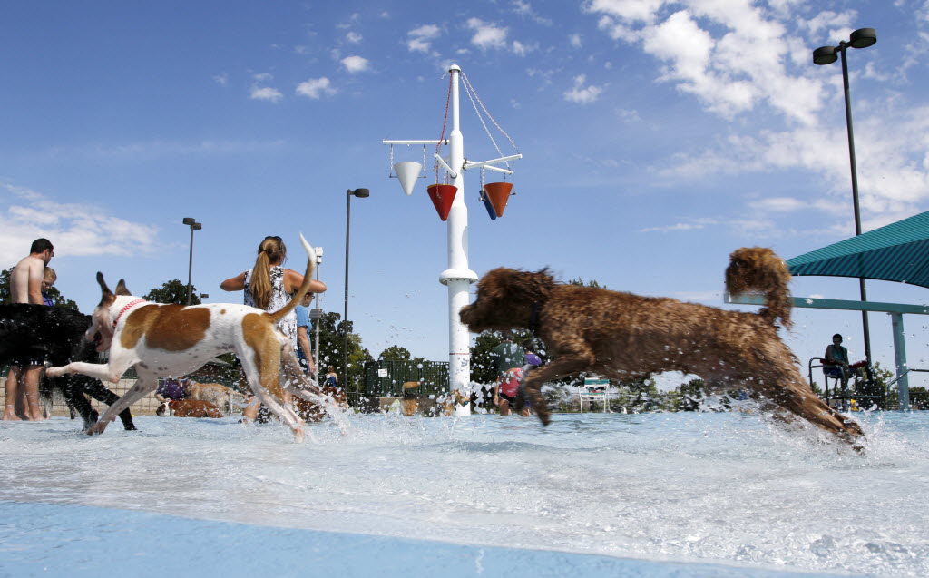 9 doggie swim parties coming up in September at Dallasarea pools and