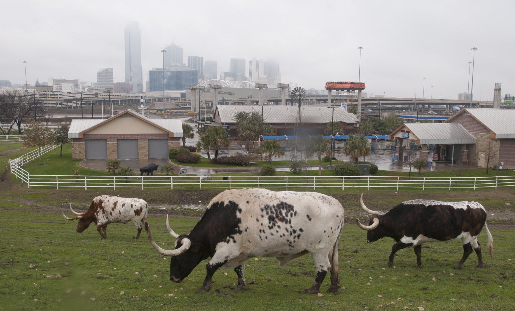 5 of Texas' craziest gas stations with longhorns, a