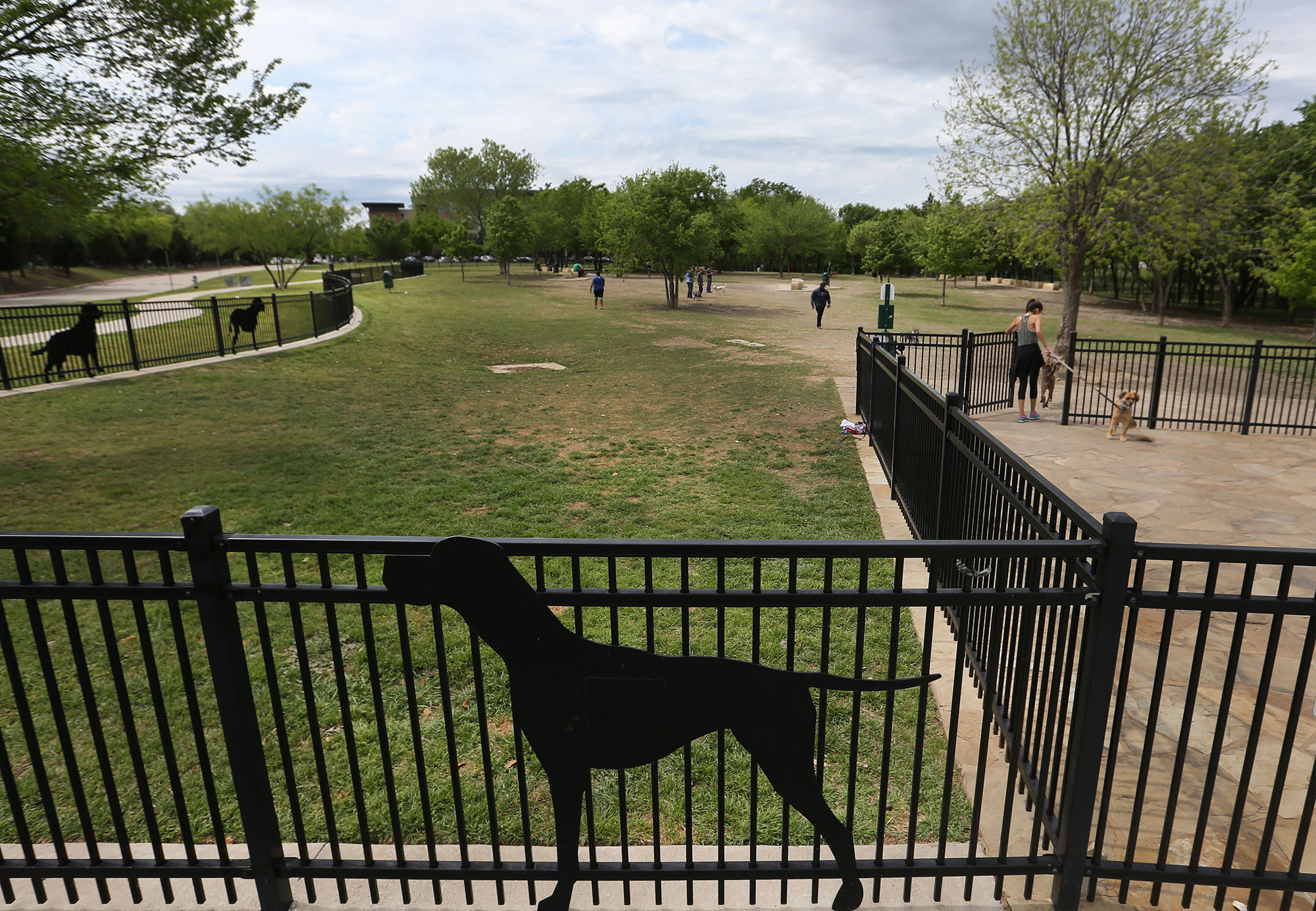 Where to take (almost) any dog to play in DallasFort Worth GuideLive