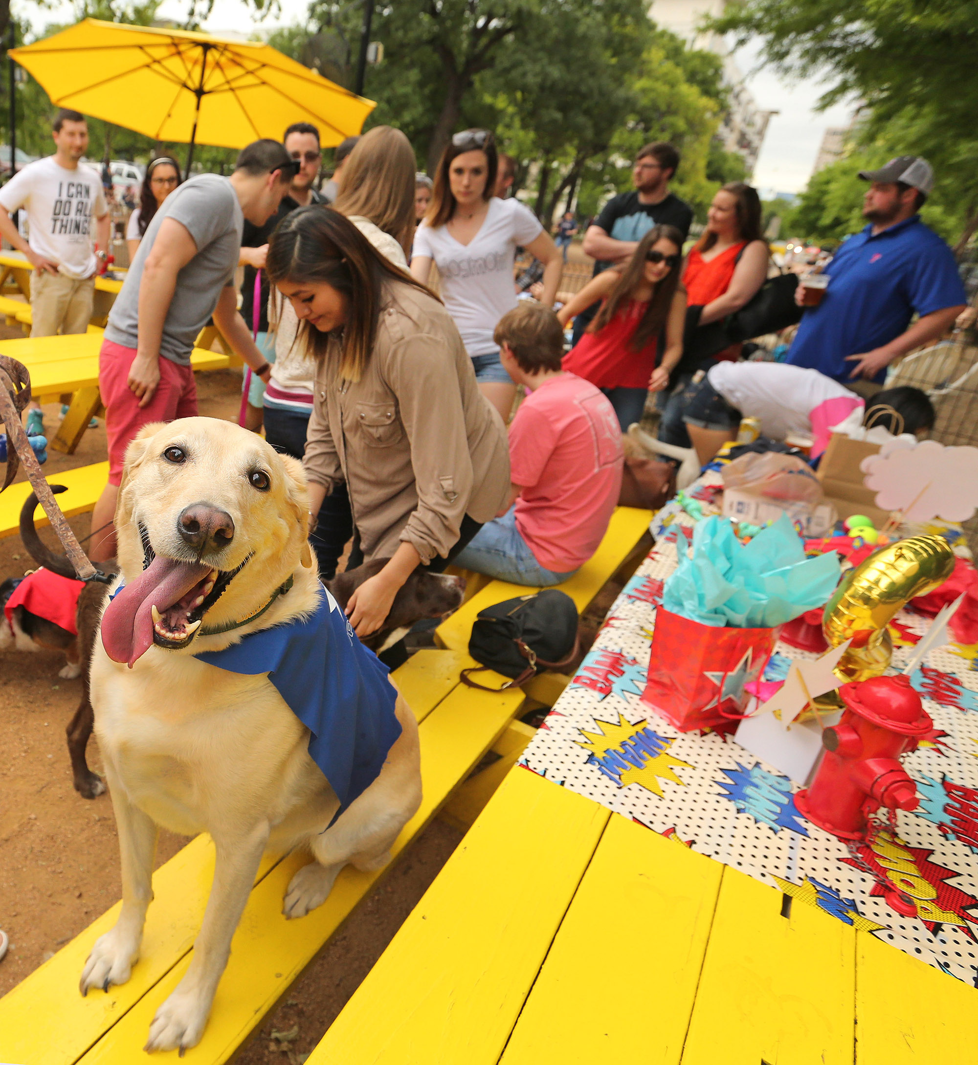 Where to take (almost) any dog to play in DallasFort Worth GuideLive