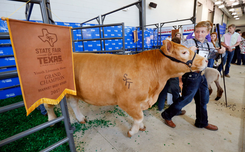Grand champion steer fetches 141K at auction, a State Fair of Texas