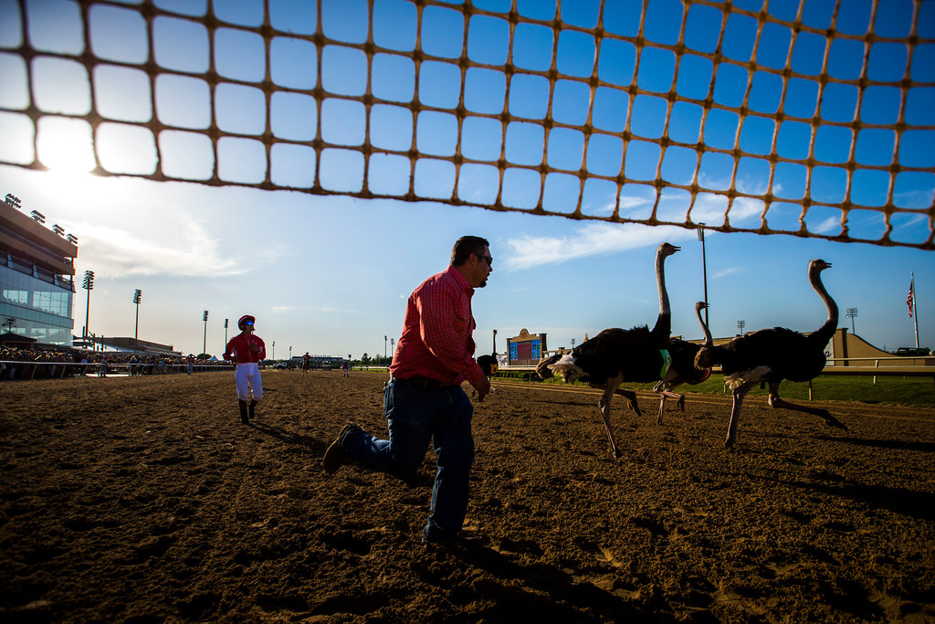 Watch Jockeys Ride Camels Zebras And Ostriches At Extreme Race In Grand Prairie