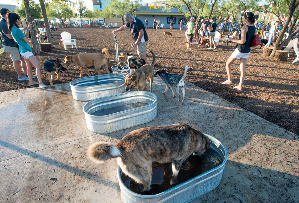 Mutts dog hot sale park