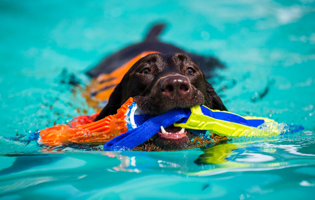 Dogs can swim and splash at these endofsummer pool parties for pups