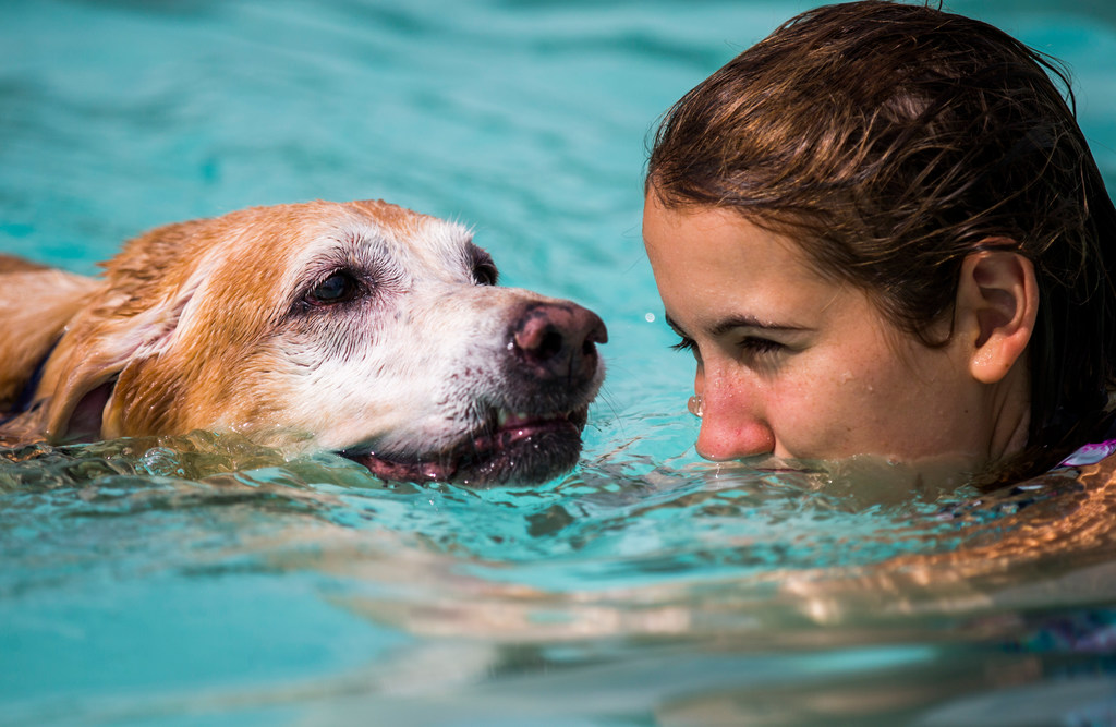 Dogs can swim and splash at these endofsummer pool parties for pups